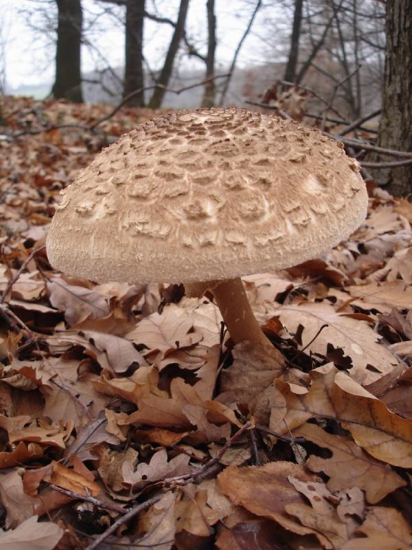 Krásný houbový úlovek